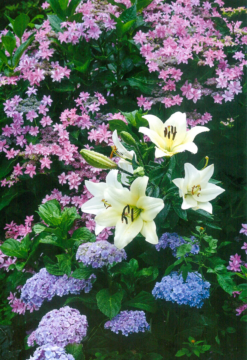 紫陽花と白ゆりの競演