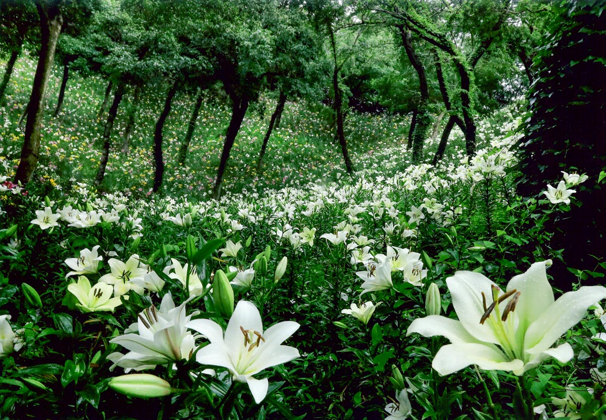 樹林に咲く白百合