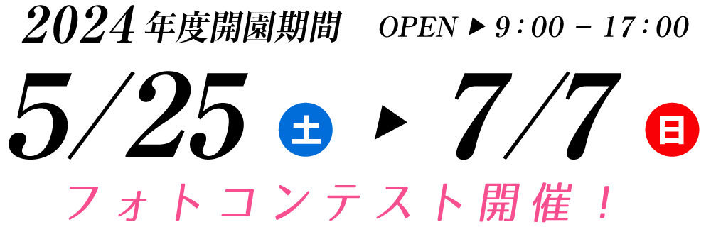 可睡ゆりの園 2024年度開園期間 5月25日（土）～7月7日（日）フォトコンテスト開催！