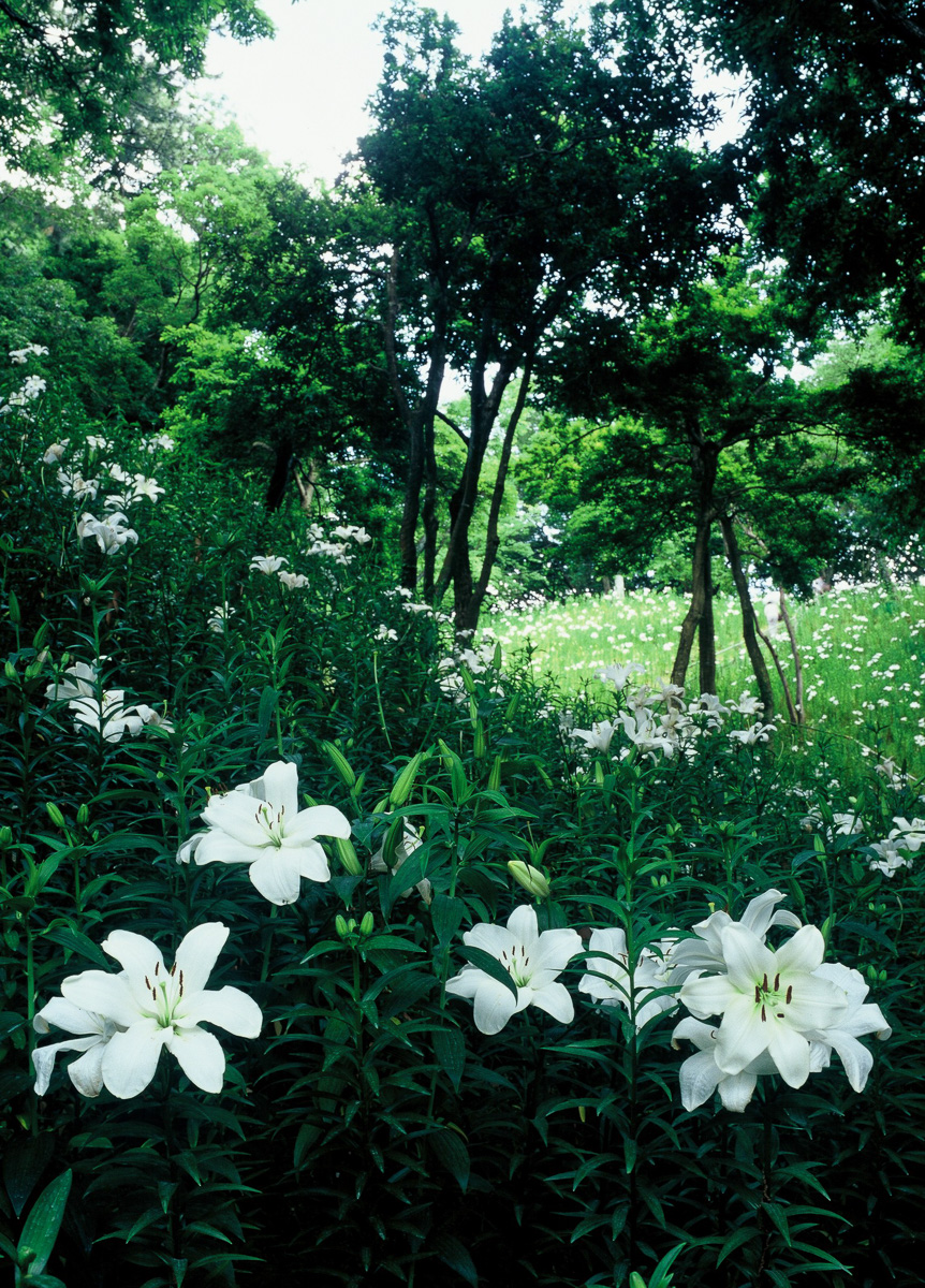 「白きゆりの森」