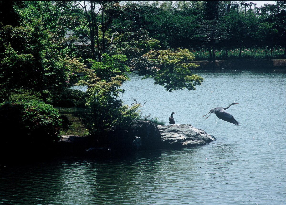 「やすらぎの池」