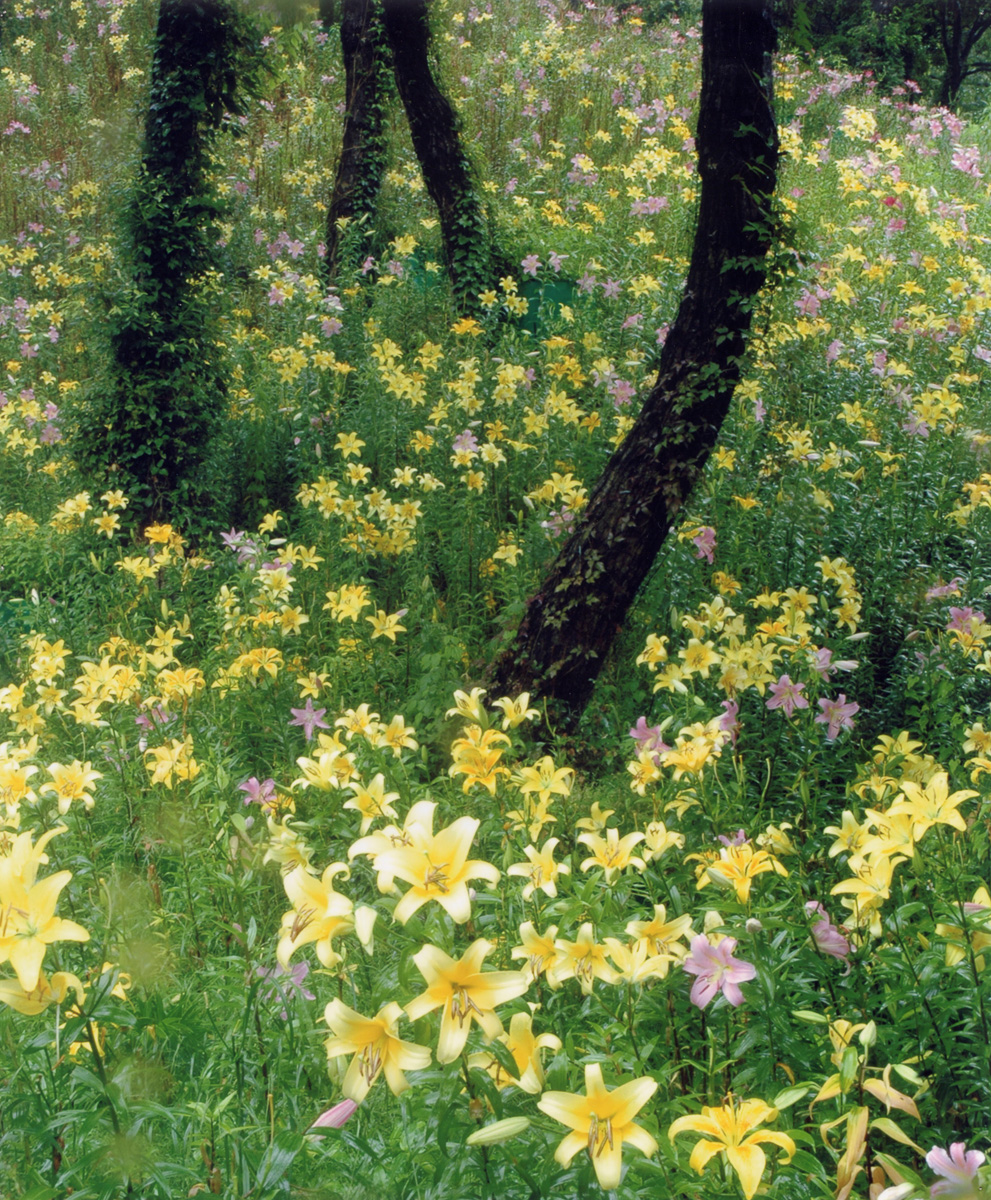「花園」
