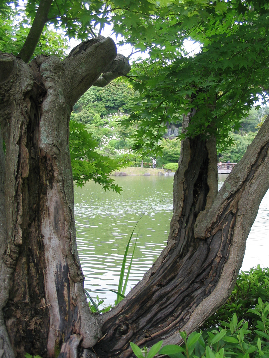 「古木のまなざし」