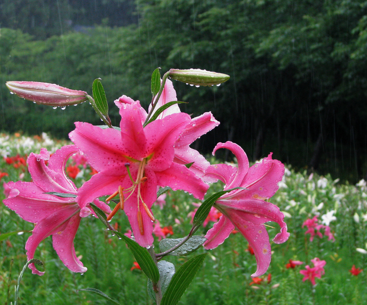 「雨に濡れても」