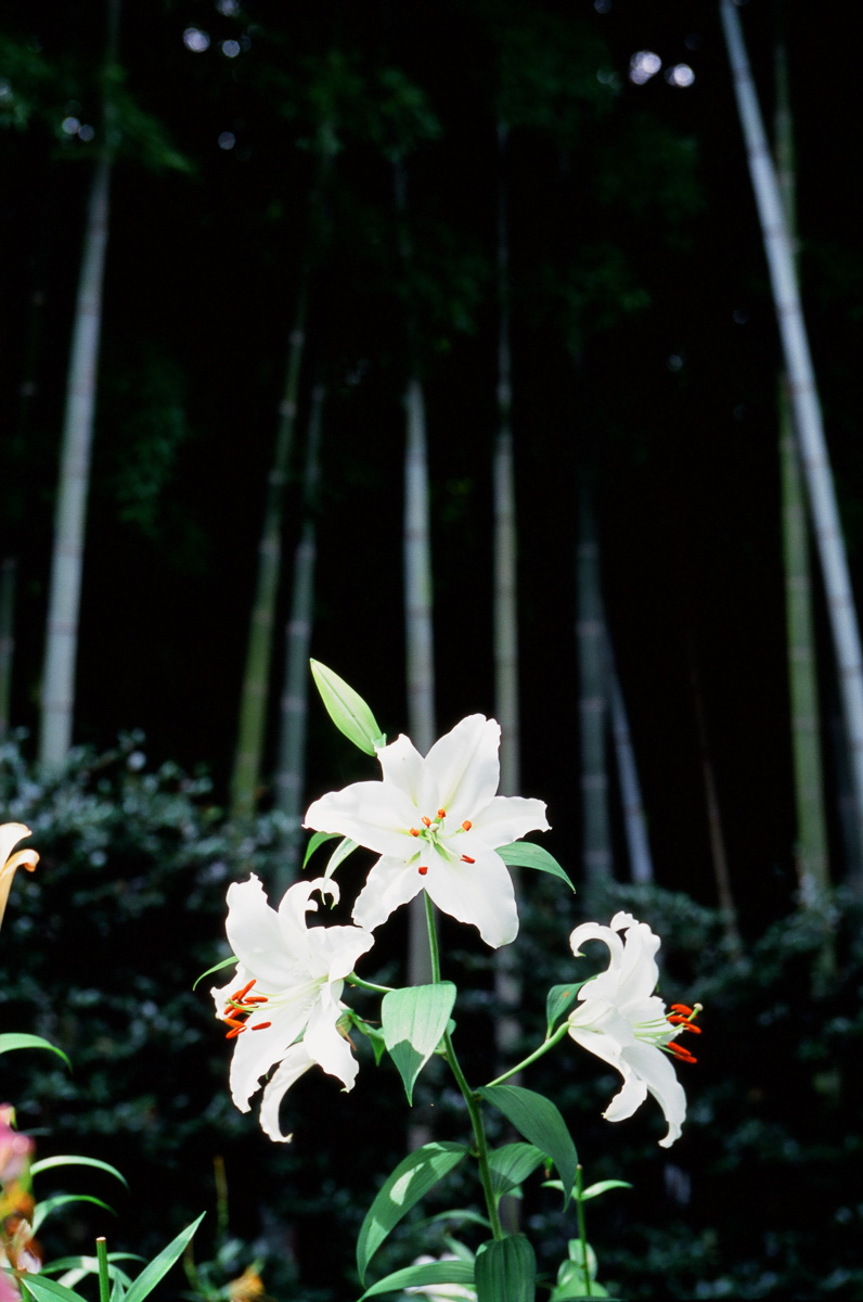 「白ゆりと竹林」