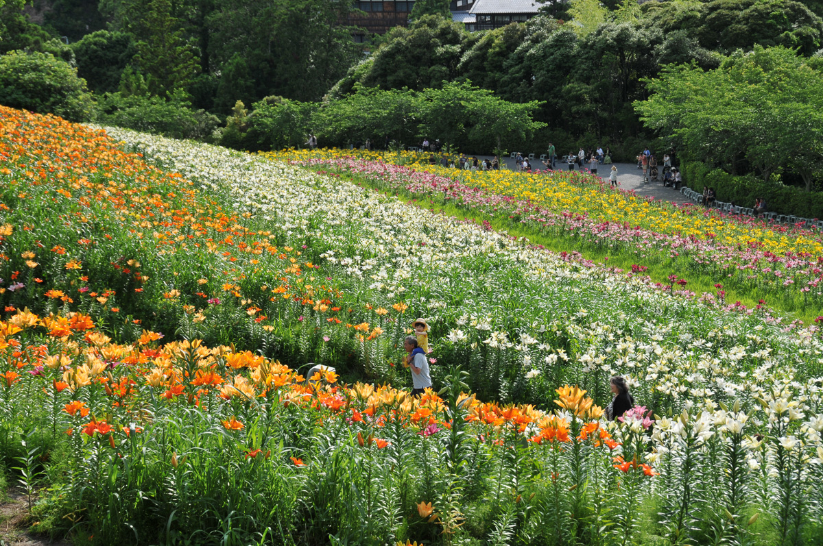 満開の花園