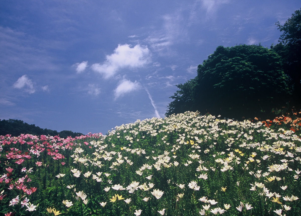 初夏のゆり園
