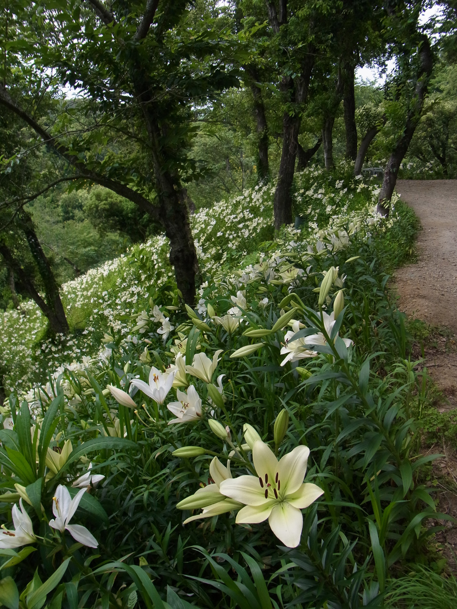 白ゆりの路