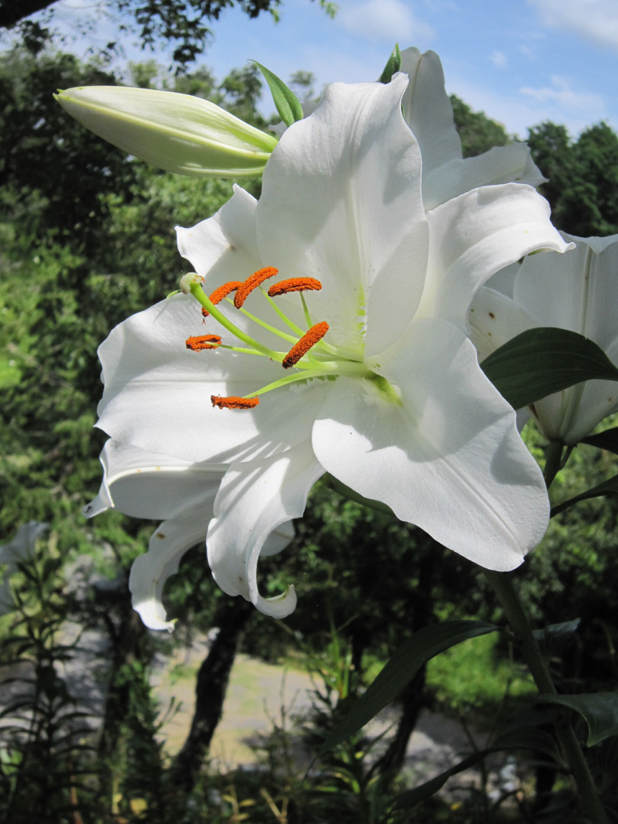 夏に向かって