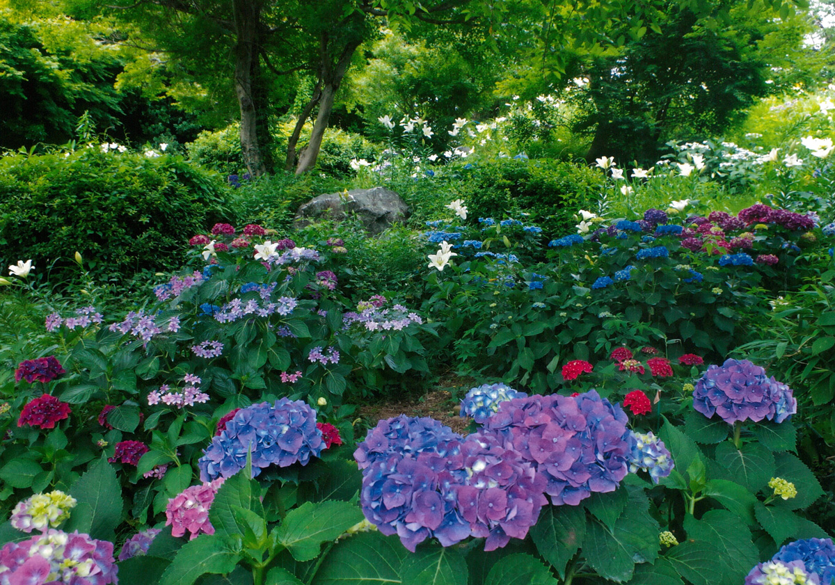 紫陽花に紛れて