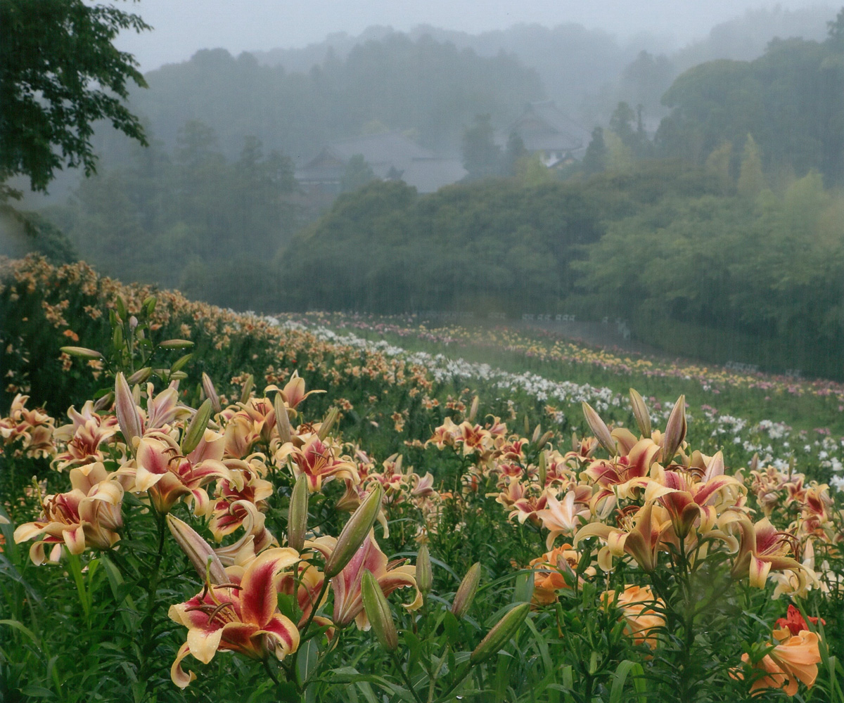 雨に煙る五色の丘