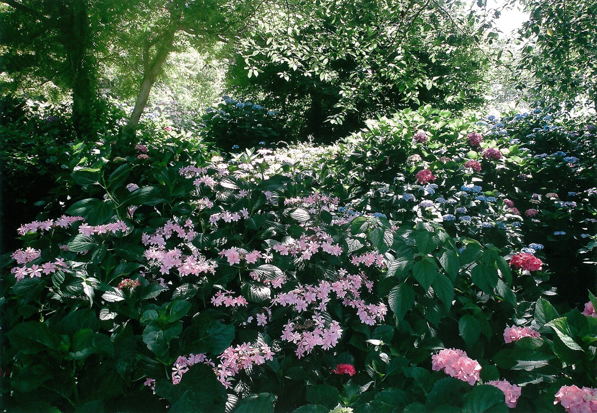 色とりどりの紫陽花