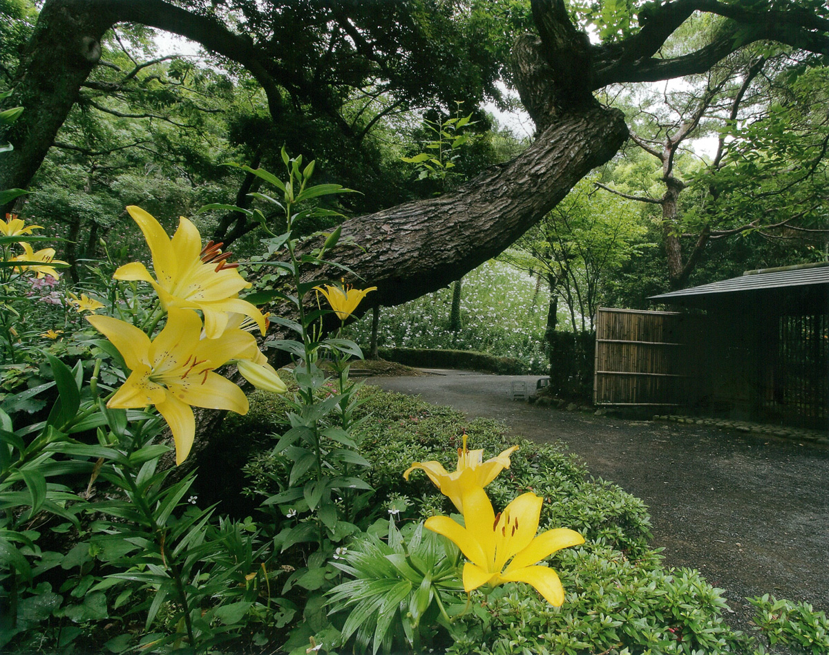初夏のゆり園