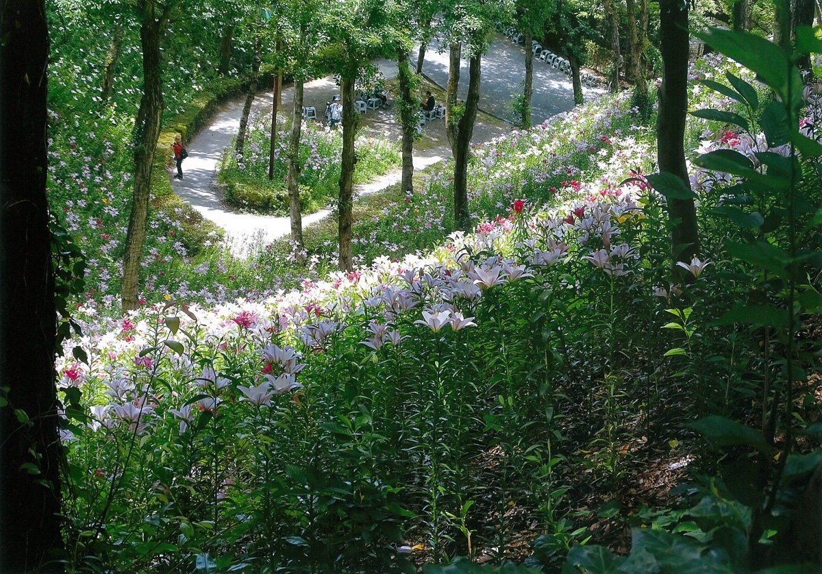 木洩れ日の中