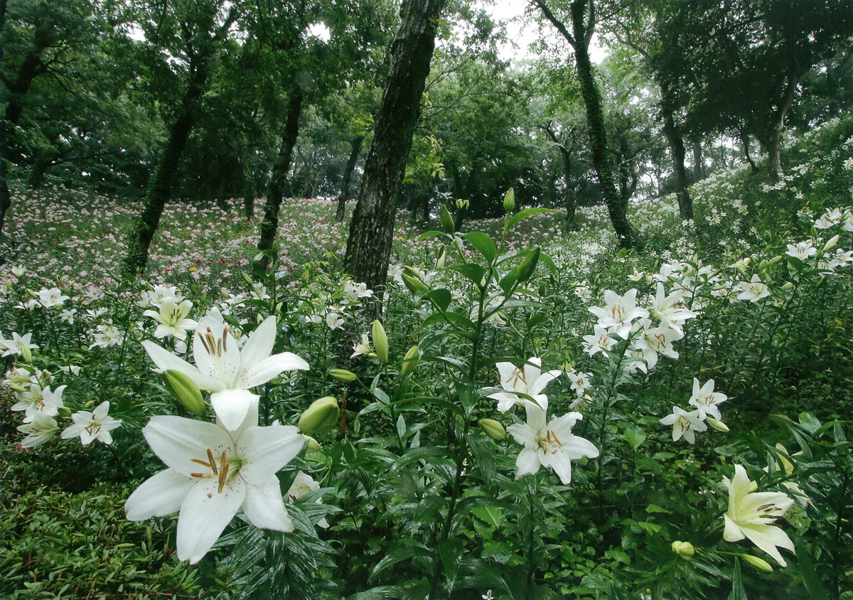 霧雨降る百合の丘