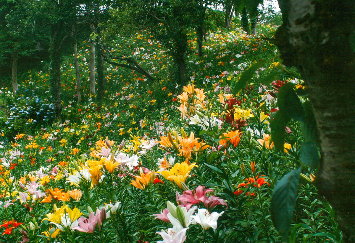 花の瀧