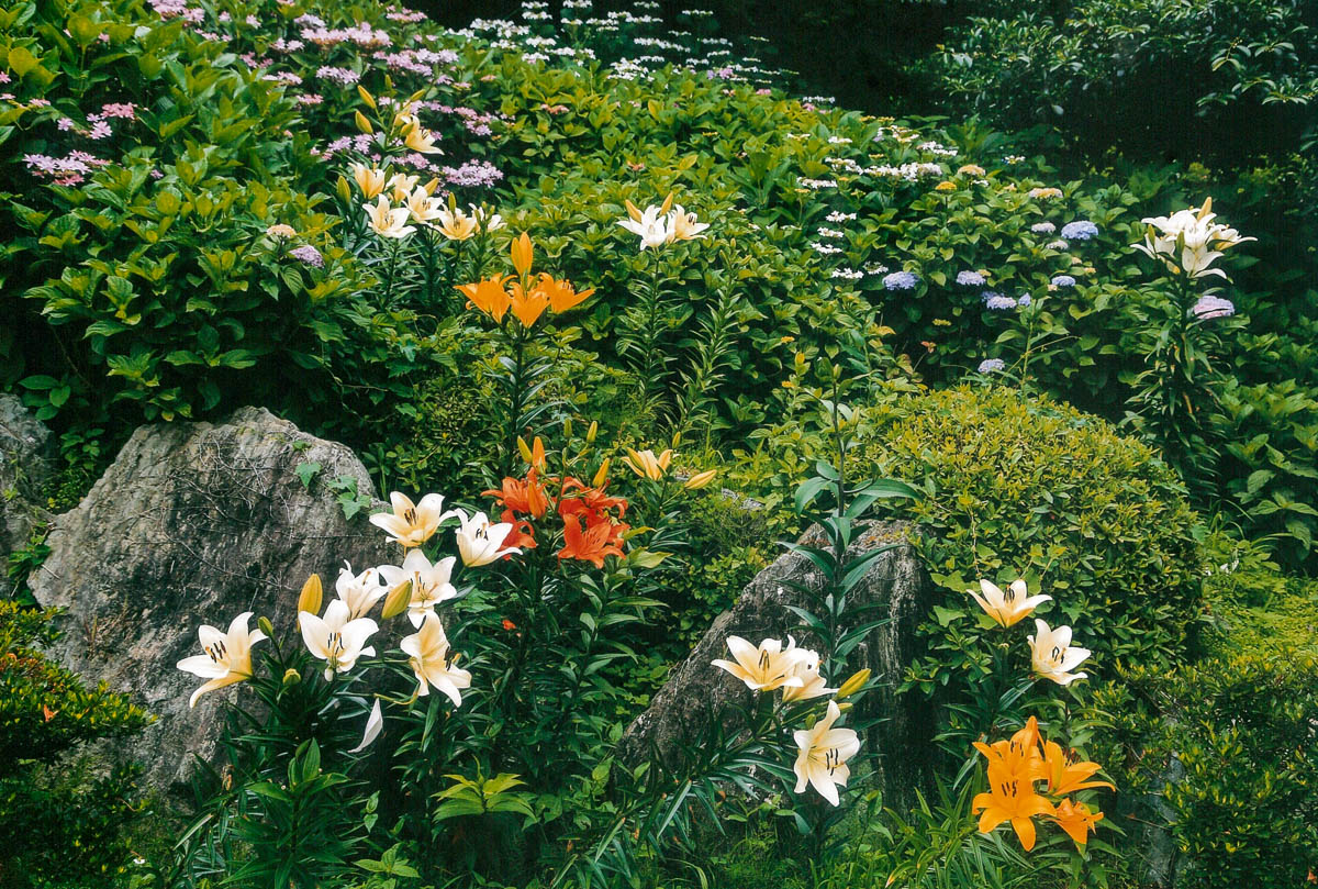 初夏の彩り
