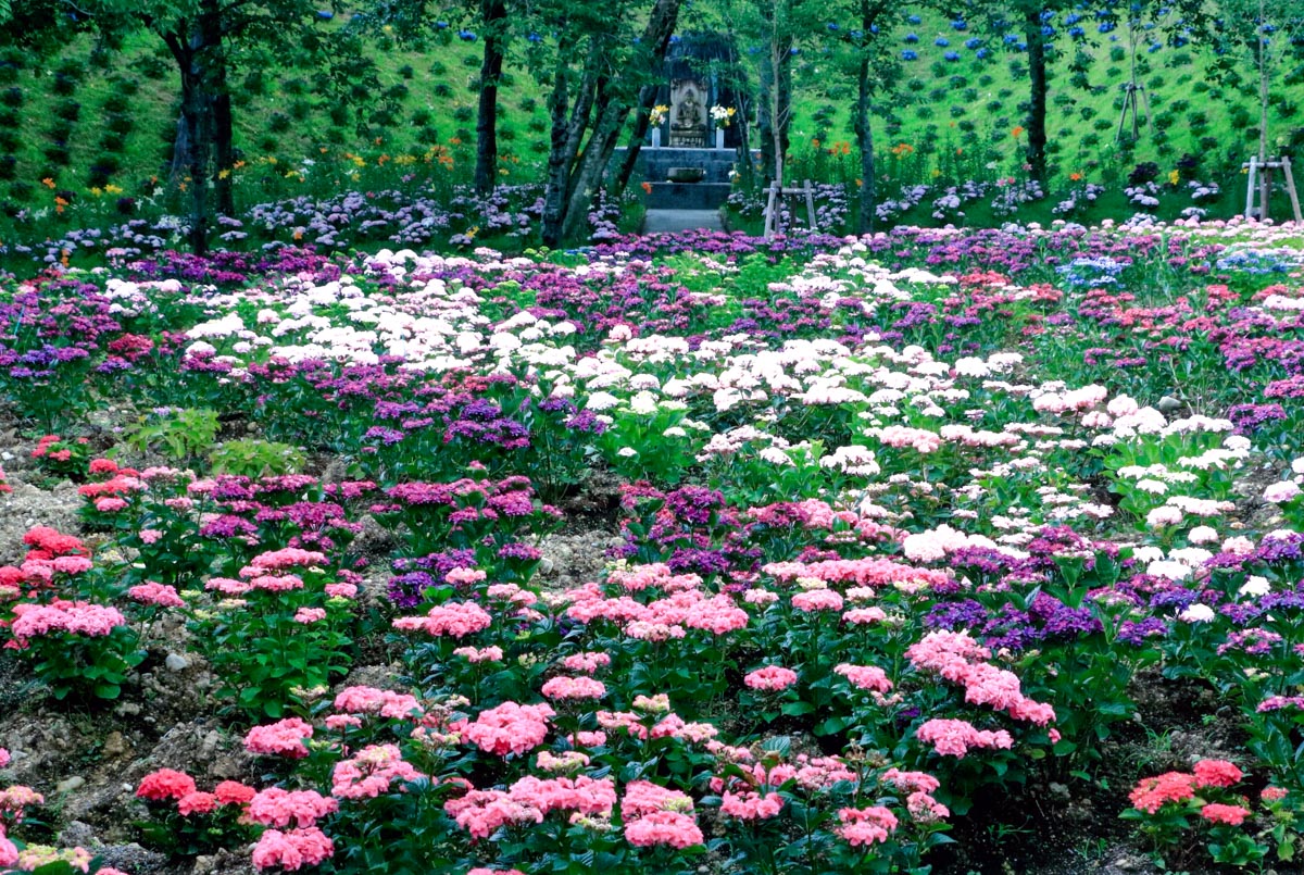 やすらぎの花園
