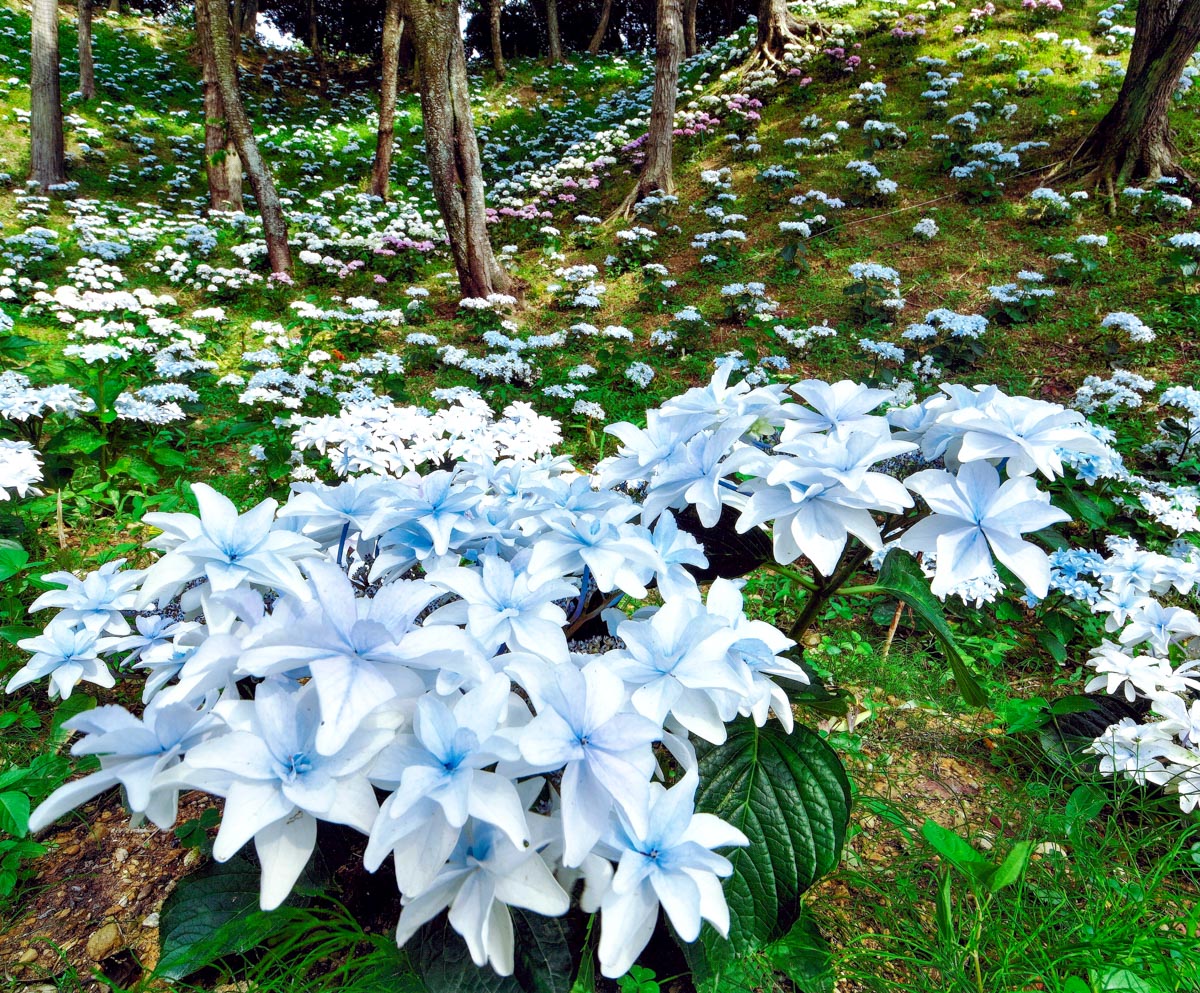 紫陽花映ゆる