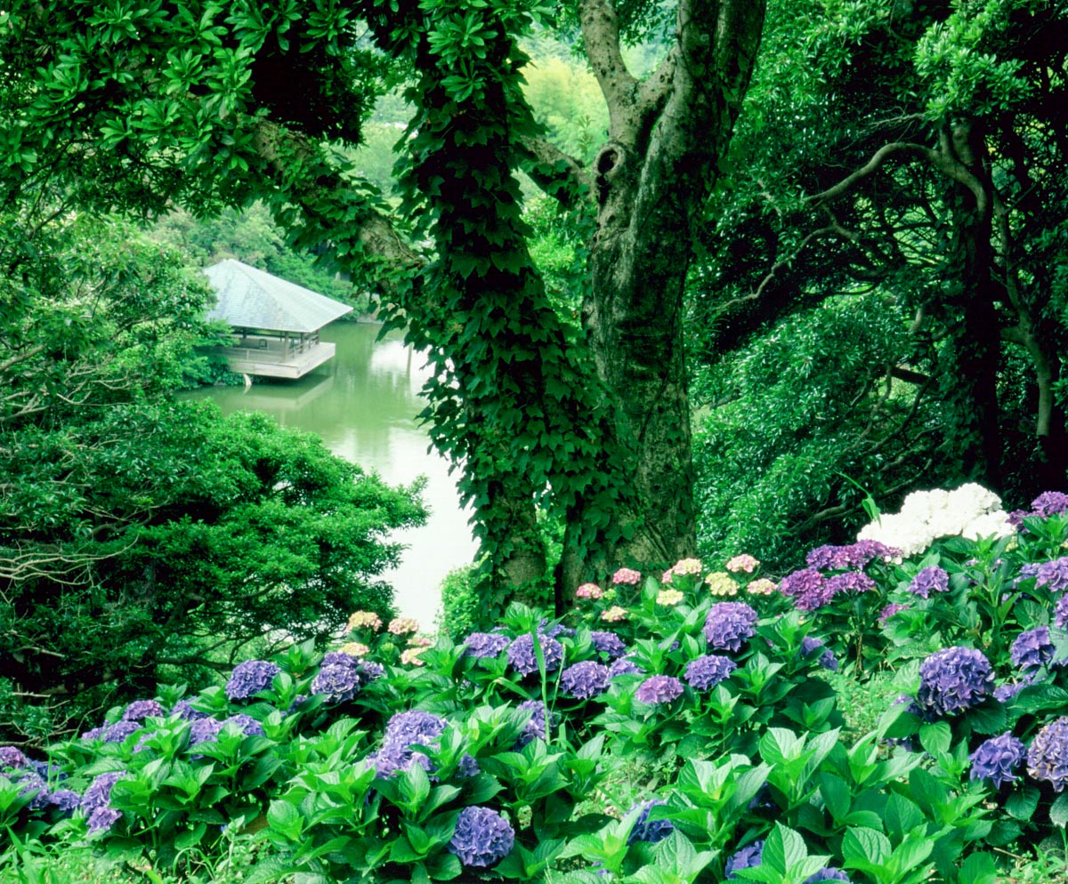 可睡に咲く紫陽花