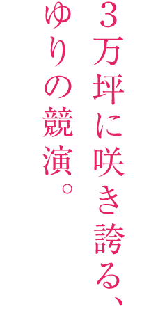 3万坪に広がるゆりの競演。