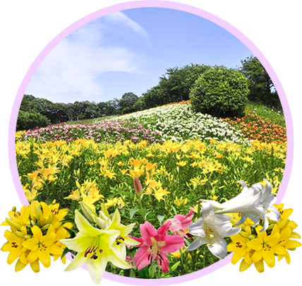 「可睡ゆりの園」園内イメージ