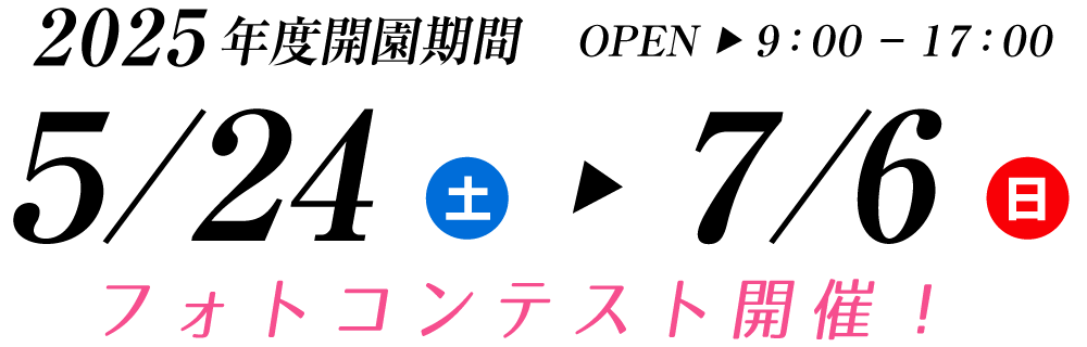 可睡ゆりの園 2025年度開園期間 5月24日（土）～7月6日（日）フォトコンテスト開催！