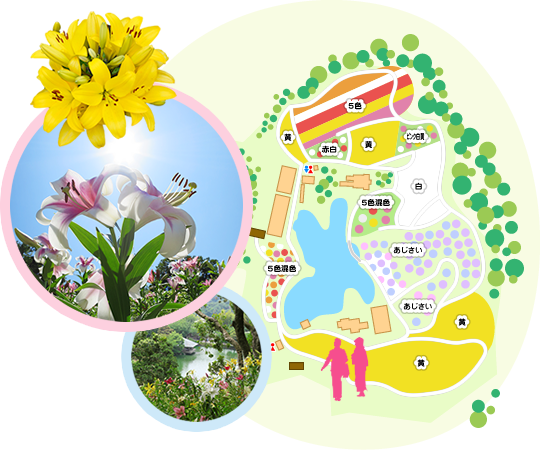 可睡ゆりの園 園内マップ